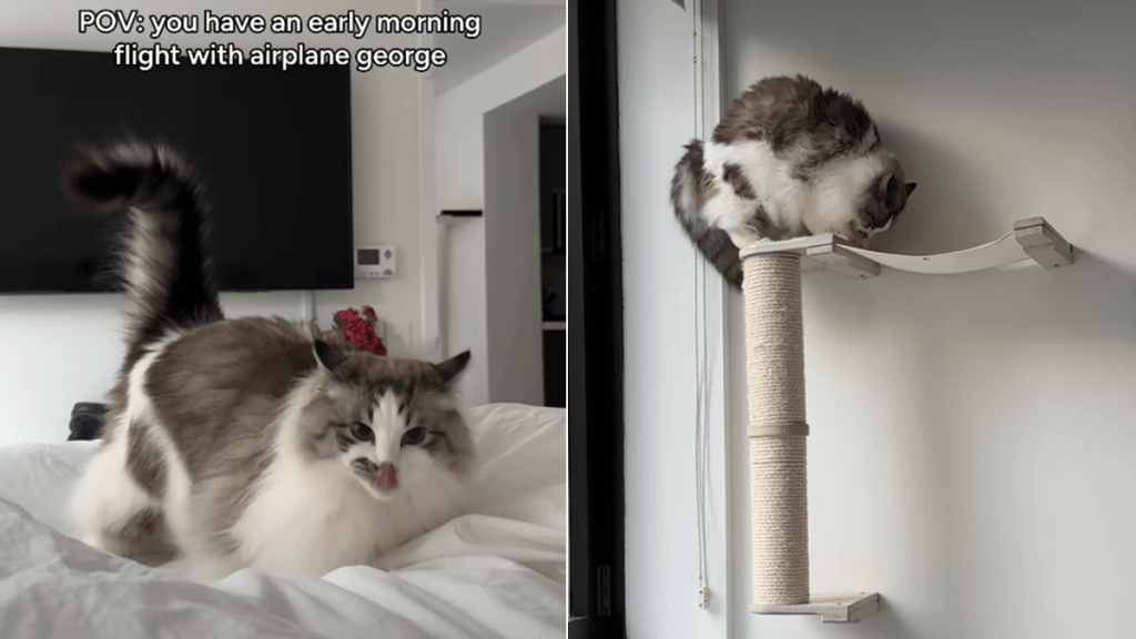 cat early morning flight