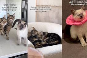 These 3 Special Needs Cats Are No 'Different' Than Others