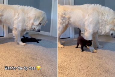 Tiny Cat Clings to Golden Retriever’s Paw, Leaves Him Unsure How To Act