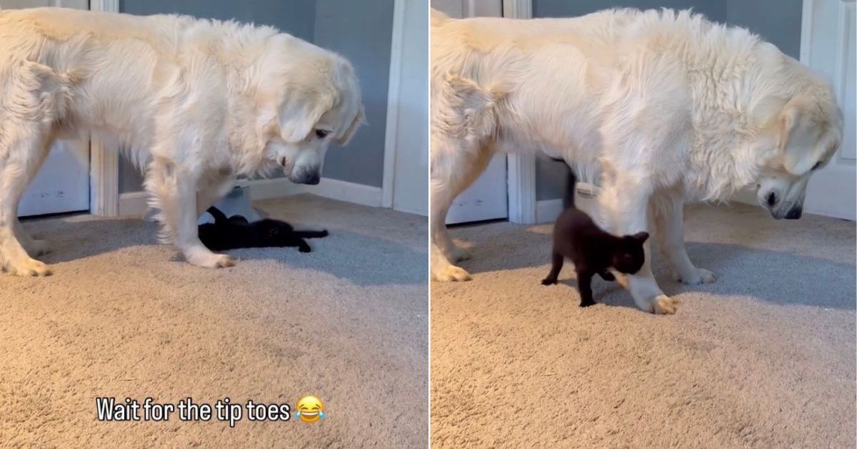 PetWireDaily — Tiny Cat Clings to Golden Retriever’s Paw, Leaves Him Unsure How To Act