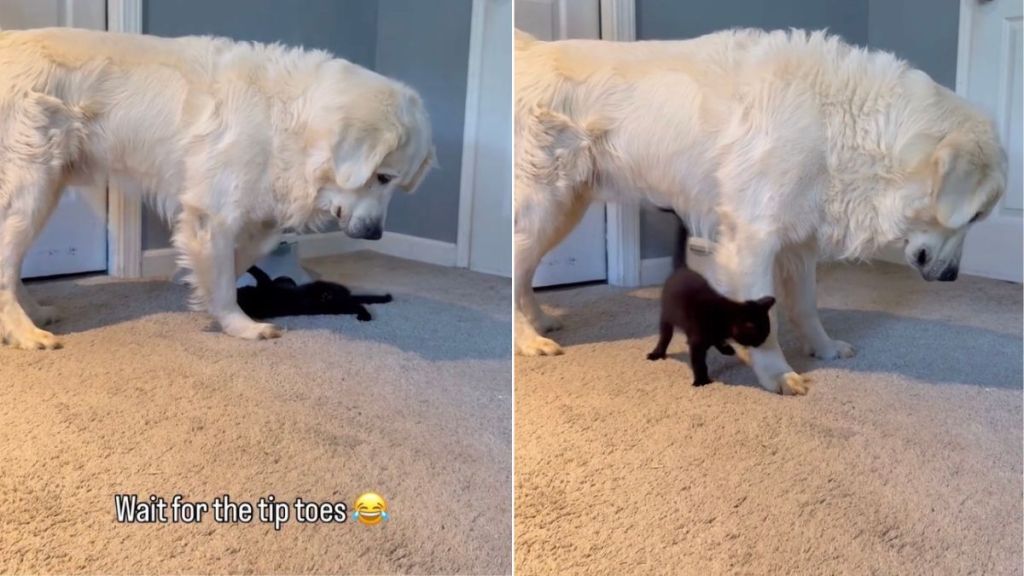 Tiny Cat Clings to Golden Retriever’s Paw, Leaves Him Unsure How To Act