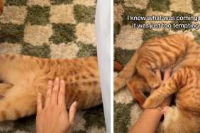 Owner Can't Resist Petting Cat Even Though There's Consequences