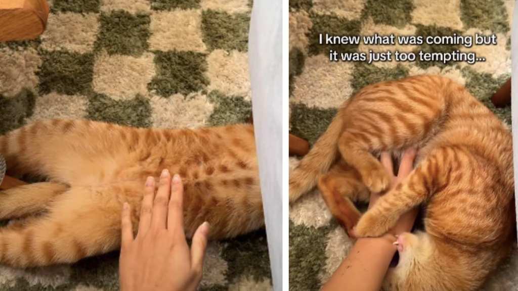 Owner Can't Resist Petting Cat Even Though There's Consequences