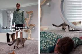 Cats Are Too Smart To Fall for Owner’s April Fools Prank