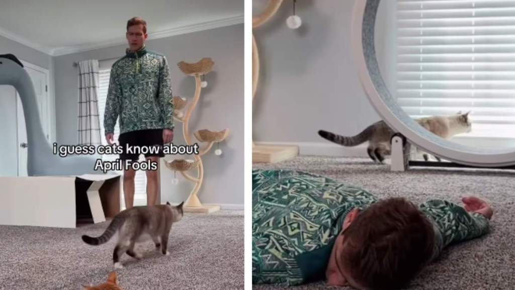 Cats Are Too Smart To Fall for Owner’s April Fools Prank