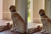 Kitten Looks at Older Dog Sibling With Much Admiration & Love