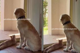 Kitten Looks at Older Dog Sibling With Much Admiration & Love