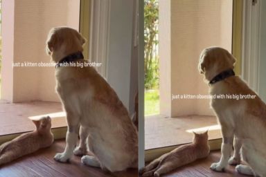 Kitten Looks at Older Dog Sibling With Much Admiration & Love