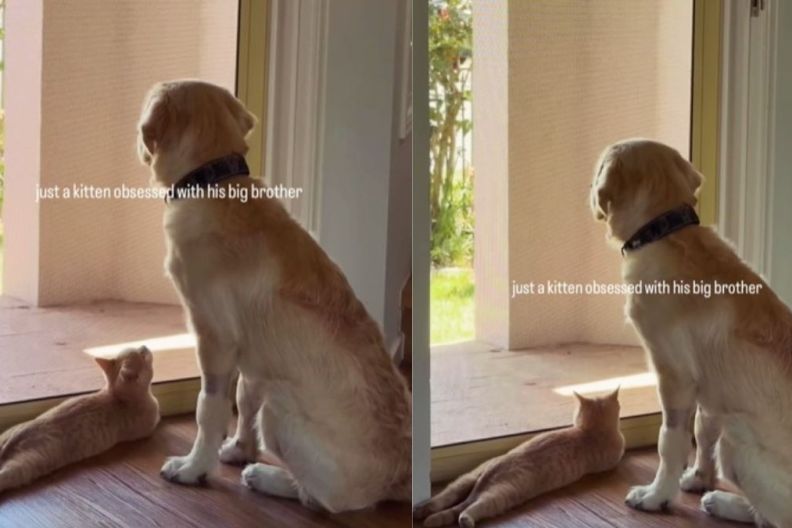 Kitten Looks at Older Dog Sibling With Much Admiration & Love