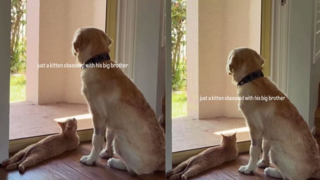 Kitten Looks at Older Dog Sibling With Much Admiration & Love