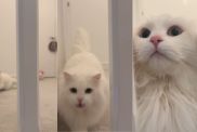 Cat’s 'Adorable' Greeting for Owner Steals Hearts