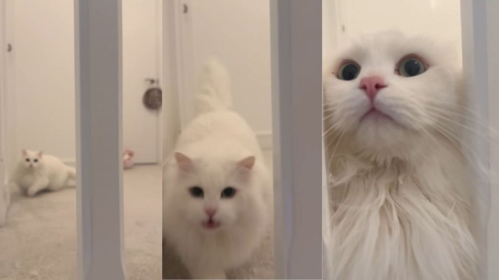 Cat’s 'Adorable' Greeting for Owner Steals Hearts