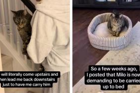 Cat Is Very Serious About How He Wants To Be Carried To Bed