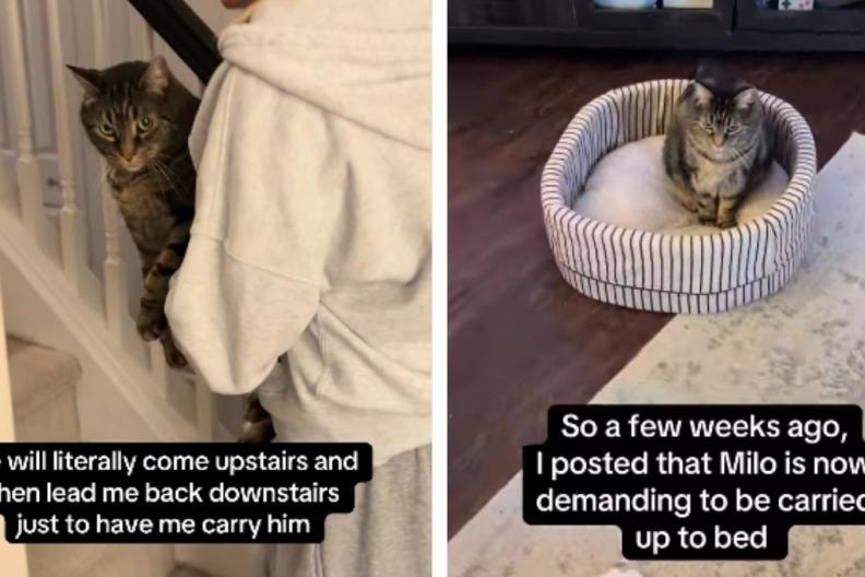 Cat Is Very Serious About How He Wants To Be Carried To Bed