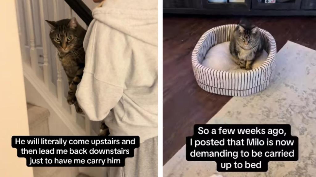 Cat Is Very Serious About How He Wants To Be Carried To Bed