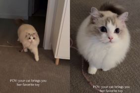 Cat Makes Owner’s Day Special by Bringing Her Favorite Toy