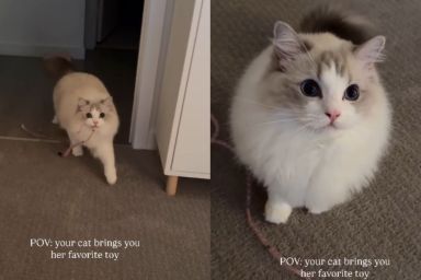 Cat Makes Owner’s Day Special by Bringing Her Favorite Toy