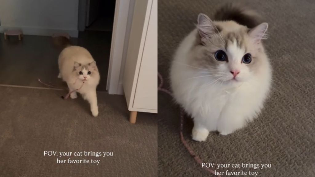 Cat Makes Owner’s Day Special by Bringing Her Favorite Toy