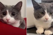 Owner Shows Many Expressions of Cat, All Adorable