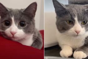 Owner Shows Many Expressions of Cat, All Adorable