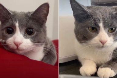 Owner Shows Many Expressions of Cat, All Adorable