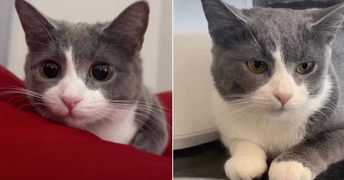 Owner Shows Many Expressions of Cat, All Adorable – CatTime