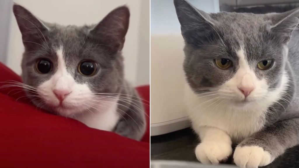 Owner Shows Many Expressions of Cat, All Adorable