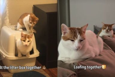 Cat Takes His Job as Furry Sibling’s Companion Very Seriously