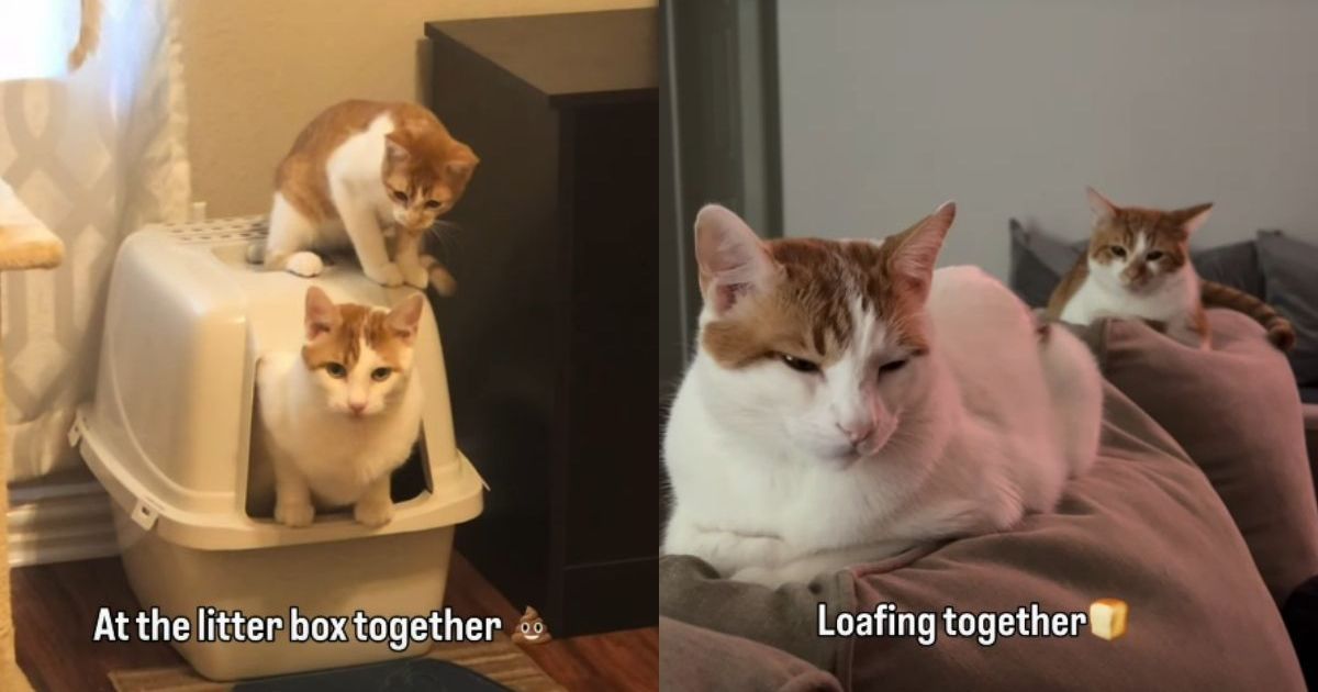 PetWireDaily — Cat Takes His Job as Furry Sibling’s Companion Very Seriously