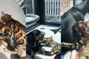 Cat Wasn’t Too Sure About the Dog Until They Learned To Trust Each Other