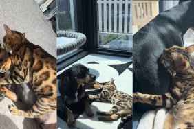 Cat Wasn’t Too Sure About the Dog Until They Learned To Trust Each Other