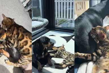 Cat Wasn’t Too Sure About the Dog Until They Learned To Trust Each Other