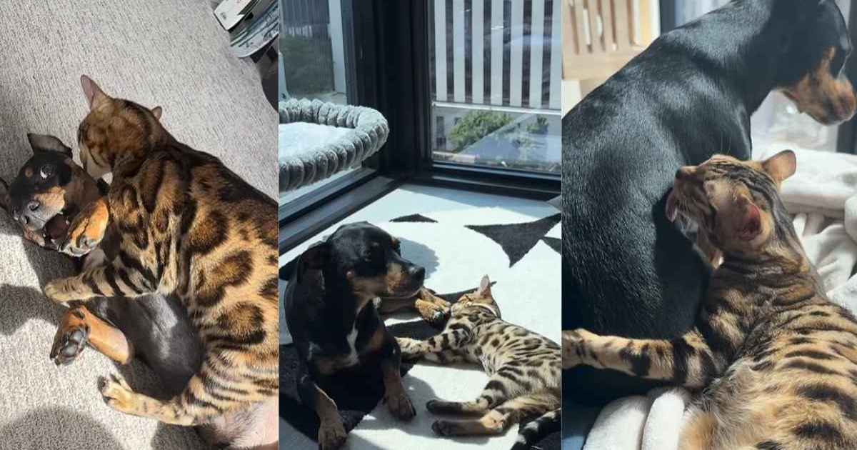 PetWireDaily — Cat Wasn’t Too Sure About the Dog Until They Learned To Trust Each Other