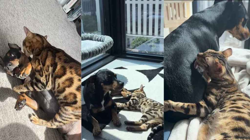 Cat Wasn’t Too Sure About the Dog Until They Learned To Trust Each Other