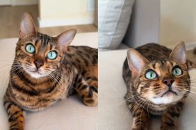 This Cat’s Eyes Have Undergone a Stunning Transformation