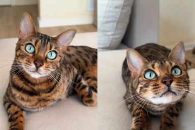 This Cat’s Eyes Have Undergone a Stunning Transformation