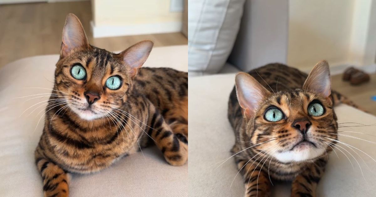 PetWireDaily — This Cat’s Eyes Have Undergone a Stunning Transformation