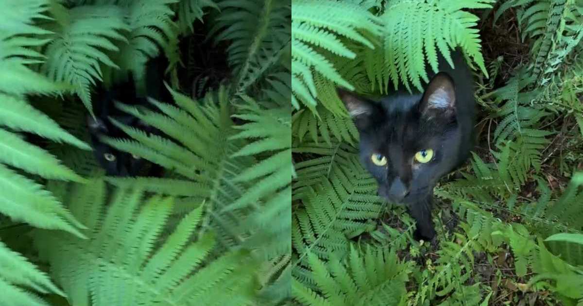 PetWireDaily — Cat Loves To Hide in Garden Bush To Surprise Owner
