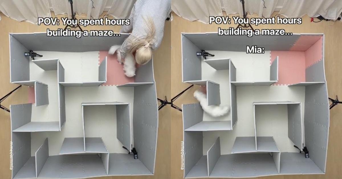PetWireDaily — Cat Surprises Owner by Solving Maze in Seconds