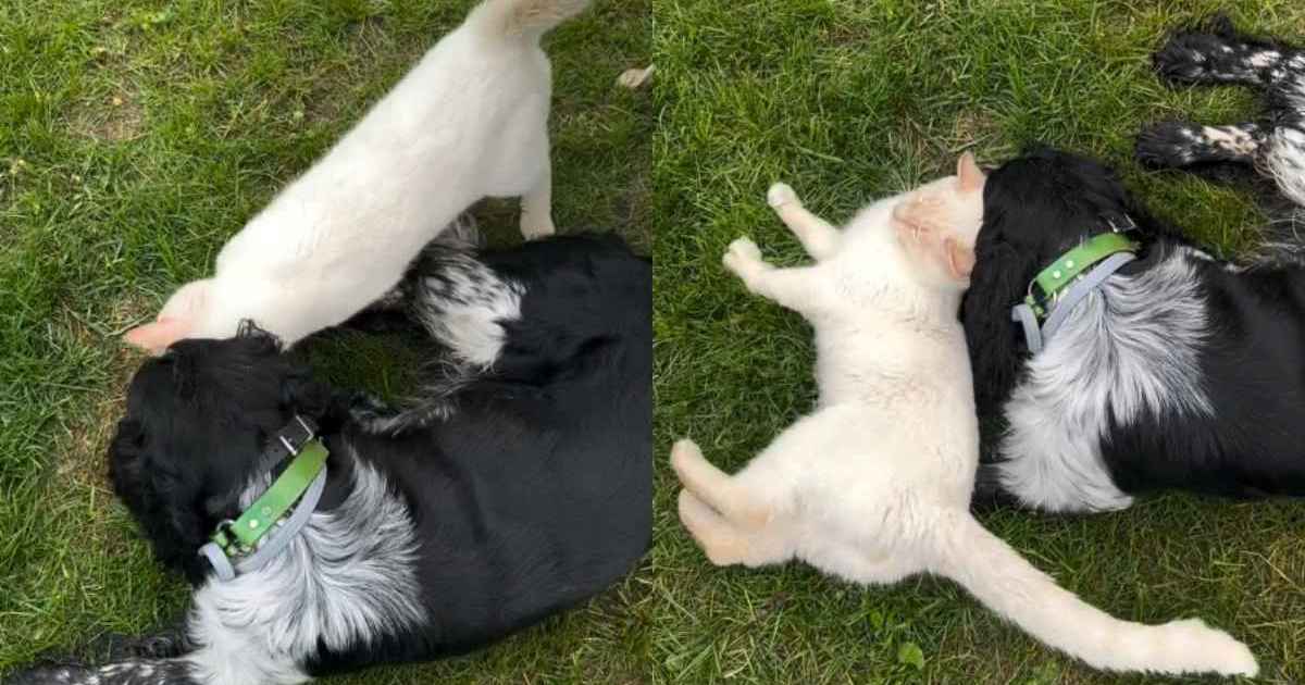 PetWireDaily — Friendly Cat Wins Everyone Over With His Sweet Personality
