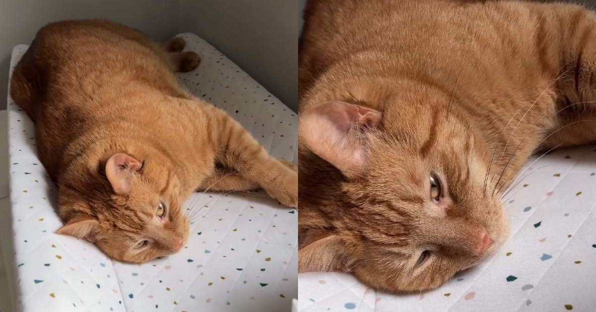 PetWireDaily — Cat Refuses To Give Up Changing Table for Baby During Naptime