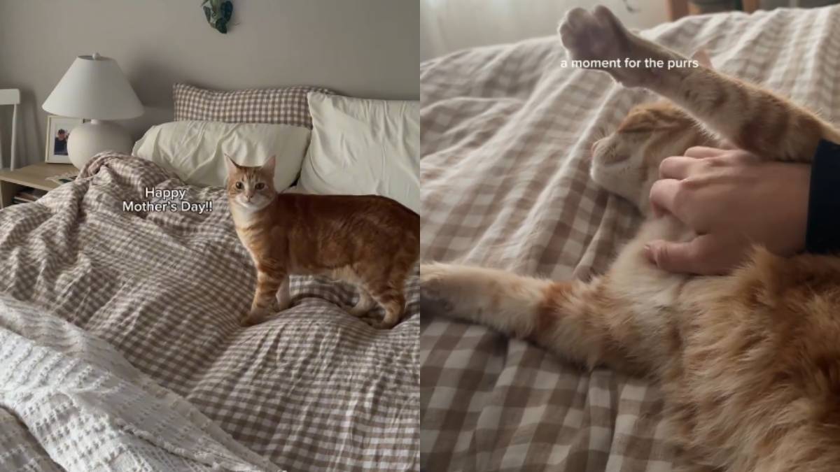 PetWireDaily — Cat Surprises Mom With a Special Gift & It’s Just Her Adorable Snuggles