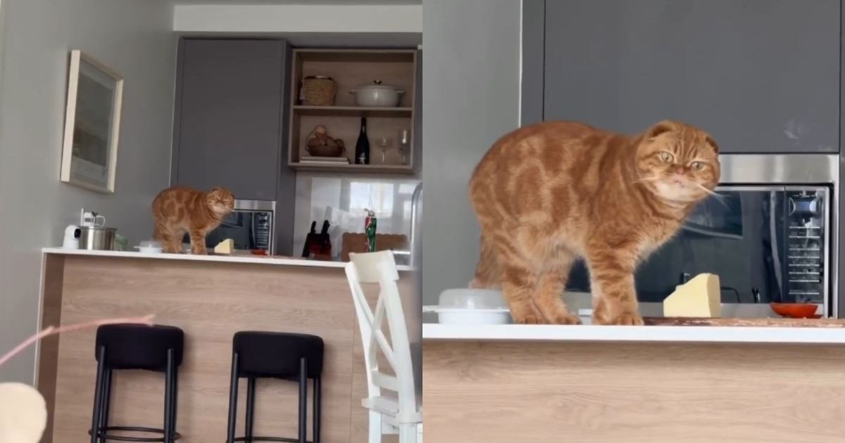 PetWireDaily — Cat Has Absolutely Zero Regrets After Getting Caught Eating Butter