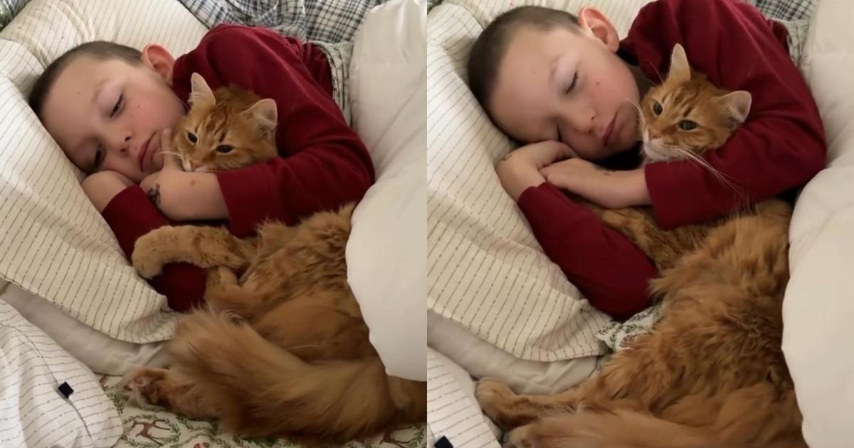 PetWireDaily — Cat Climbs Into Little Boy’s Bed To Wake Her Up, Ends up Cuddling Instead