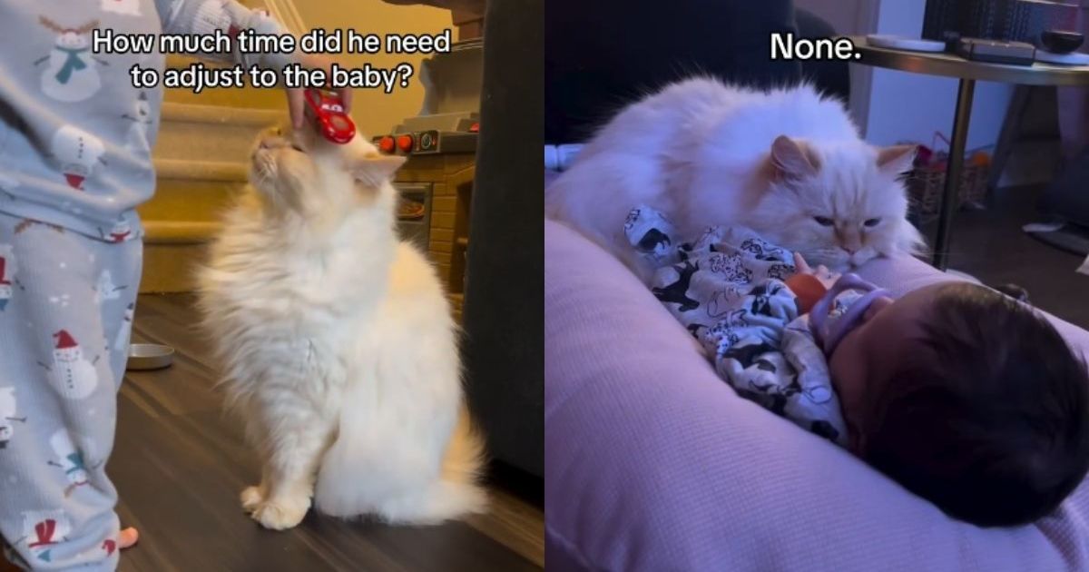 PetWireDaily — Cat Takes One Look at Little Baby & Adjusts Like They Were Just Meant To Be