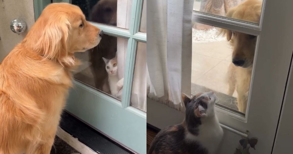 PetWireDaily — Cats React To Emotional ‘Neighbor Dog’ Wanting To Play With Them