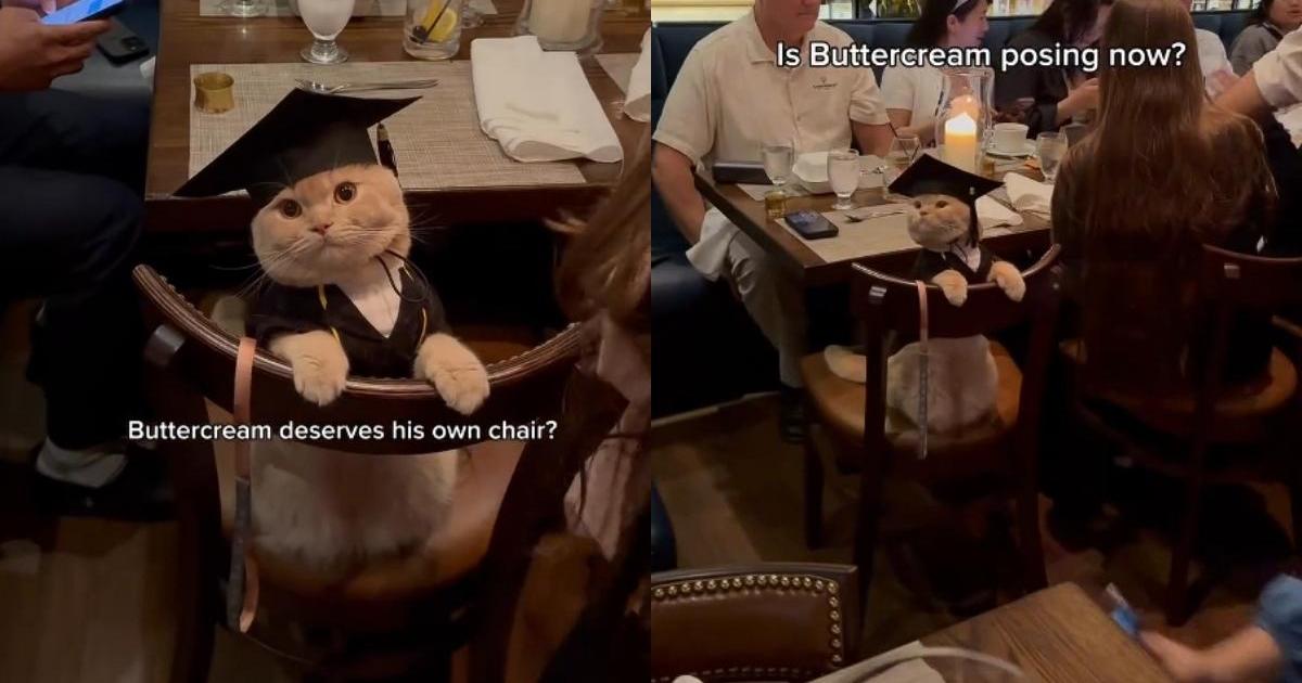 PetWireDaily — ‘Well-Behaved’ Cat Goes Viral for Attending a Graduation Party