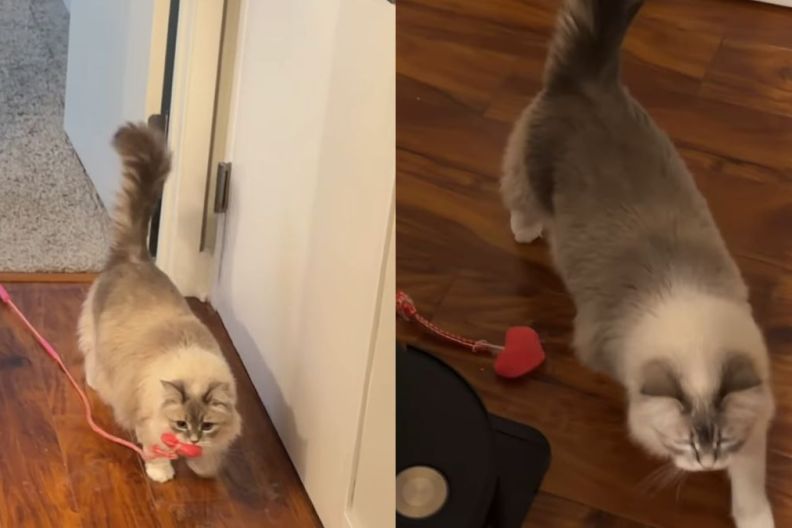 Cat Brings Toy to Owner as She Wants To Play Fetch