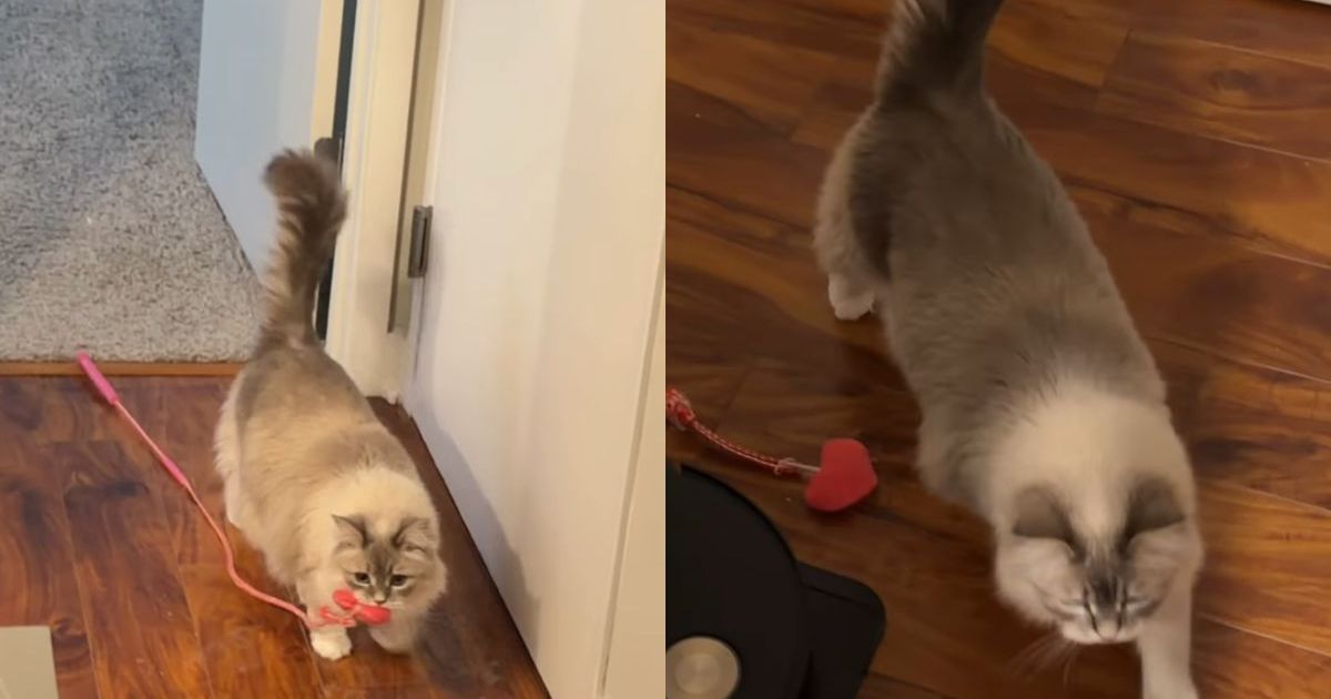 PetWireDaily — Cat Brings Toy to Owner as She Wants To Play Fetch