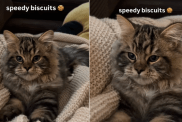 Cat Is Busy Making ‘Biscuits’ at Super High Speed